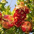 Thumbnail Pomegranate